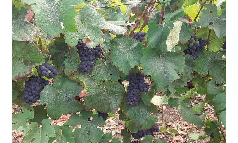 LE TEMPS DES VENDANGES