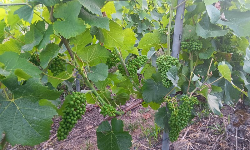 Pinot noir Saison 2025