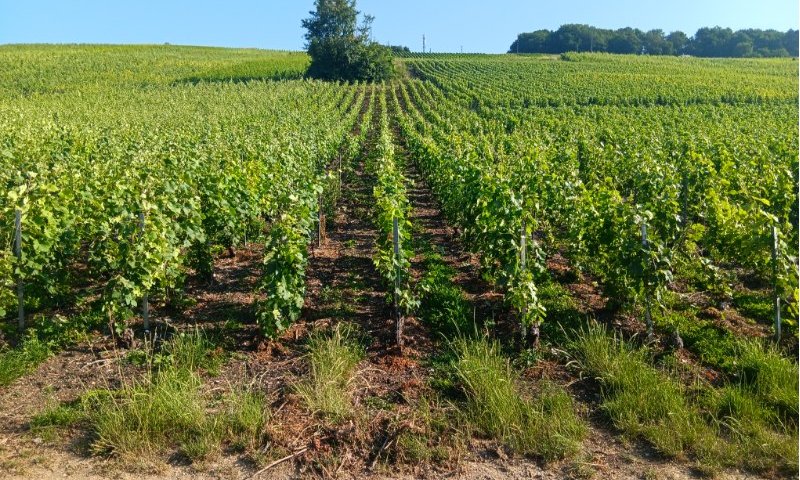 Palissage terminé  2025     c'est beau!!